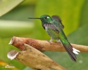 Purple-bibbed Whitetip