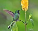 Purple-bibbed Whitetip