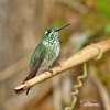 Purple-bibbed Whitetip