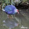 Purple Coot