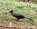 Purple-crested Lourie