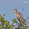 Purple Heron