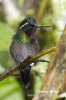 Purple-throated Mountaingem