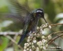 Purple-throated Mountaingem