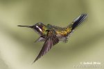 Purple-throated Mountaingem