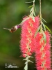 Purple-throated Woodstar