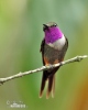 Purple-throated Woodstar