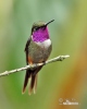 Purple-throated Woodstar