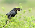 Pygmy Cormorant