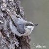 Pygmy Nuthatch