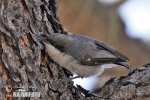 Pygmy Nuthatch