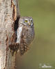 Pygmy Owl