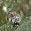 Pygmy Owl