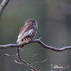 Pygmy Owl