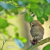 Pygmy Owl