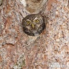 Pygmy Owl