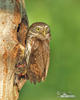 Pygmy Owl