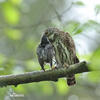 Pygmy Owl