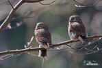 Pygmy Owl