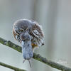 Pygmy Owl