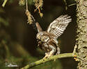 Pygmy Owl