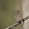 Pygmy Owl