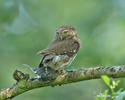 Pygmy Owl