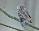 Pygmy Owl