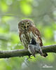 Pygmy Owl