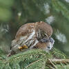 Pygmy Owl