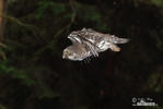 Pygmy Owl