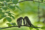 Pygmy Owl