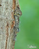 Pygmy Owl