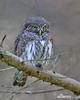 Pygmy Owl