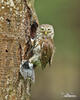 Pygmy Owl