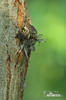 Pygmy Owl