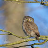 Pygmy Owl