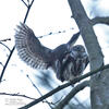 Pygmy Owl