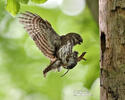 Pygmy Owl