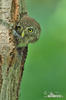 Pygmy Owl