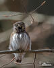 Pygmy Owl