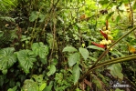 Rain forest