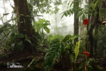 Rain forest