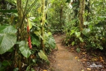 Rain forest