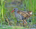 Rallus aquaticus