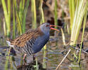 Rallus aquaticus