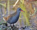 Rallus aquaticus