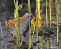 Rallus aquaticus