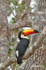 Ramphastos toco