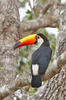 Ramphastos toco